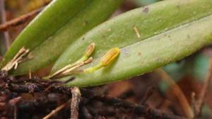 Acianthera angustifolia