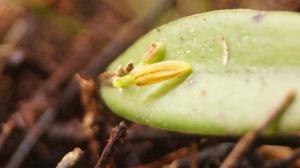 Acianthera angustifolia