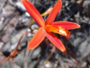 Cattleya angereri