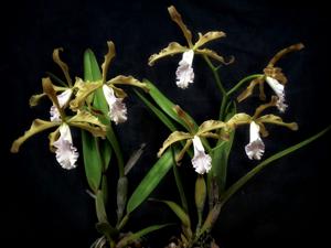 Cattleya grandis