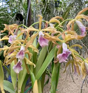 Cattleya grandis