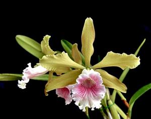 Cattleya grandis