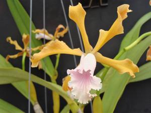 Cattleya grandis