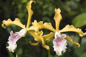 Cattleya grandis