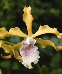 Cattleya grandis