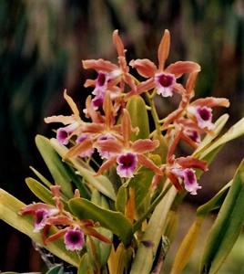 Cattleya tenebrosa