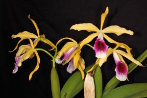 Cattleya tenebrosa