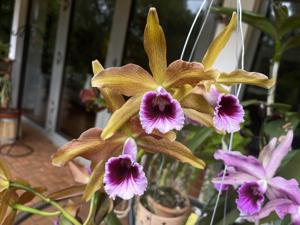 Cattleya tenebrosa