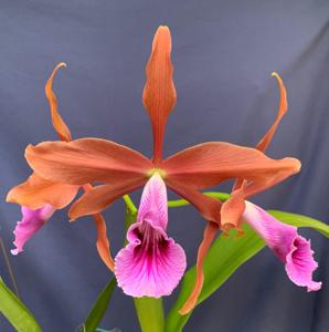 Cattleya tenebrosa