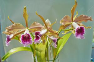 Cattleya tenebrosa