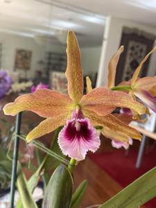 Cattleya tenebrosa