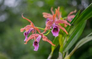 Cattleya tenebrosa