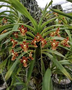 Vanda metusalae