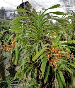 Vanda metusalae