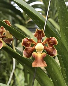 Vanda metusalae