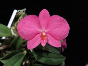 Cattleya wittigiana