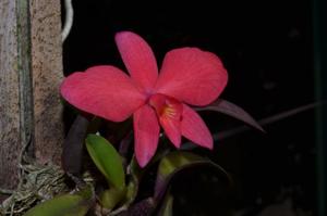 Cattleya wittigiana