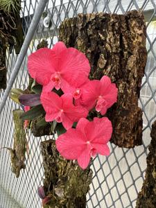 Cattleya wittigiana