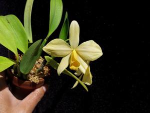 Cattleya wittigiana