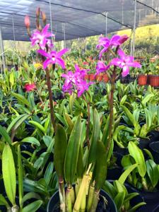 Cattleya tereticaulis