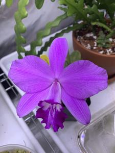 Cattleya sincorana