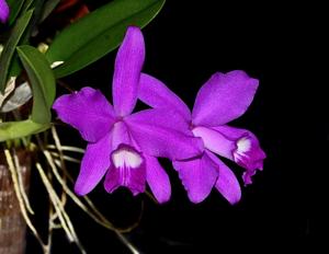 Cattleya sincorana