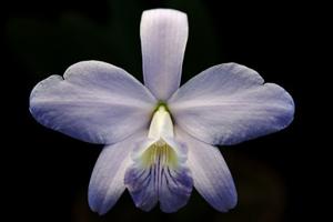 Cattleya sincorana