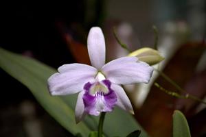 Cattleya sincorana