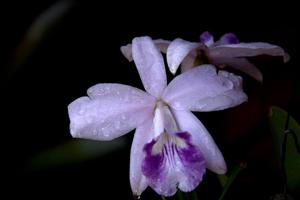 Cattleya sincorana