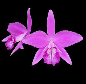 Cattleya sincorana