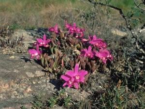 Cattleya sincorana