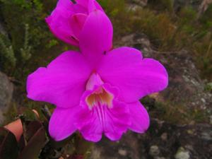 Cattleya sincorana