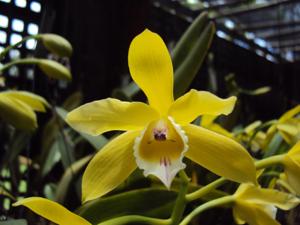 Cattleya xanthina