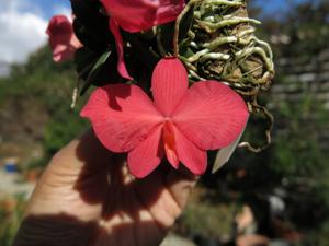 Cattleya wittigiana