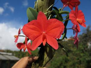 Cattleya wittigiana