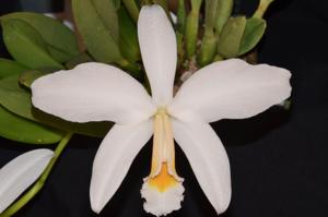 Cattleya jongheana