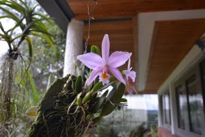 Cattleya jongheana