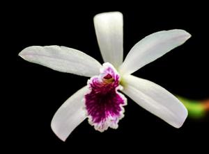 Cattleya lundii
