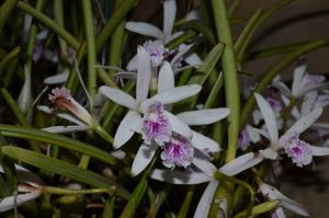 Cattleya lundii