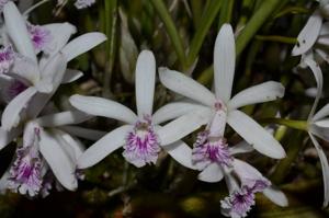 Cattleya lundii