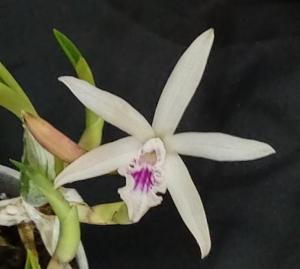 Cattleya lundii