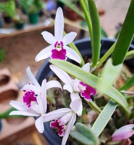 Cattleya lundii