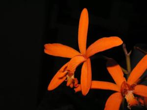 Cattleya luetzelburgii