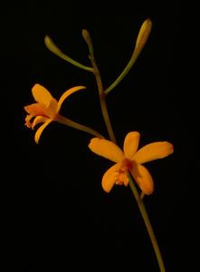 Cattleya luetzelburgii