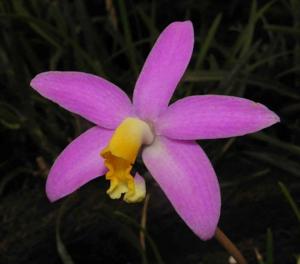 Cattleya longipes