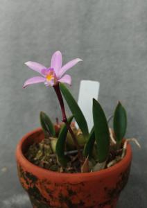 Cattleya liliputana