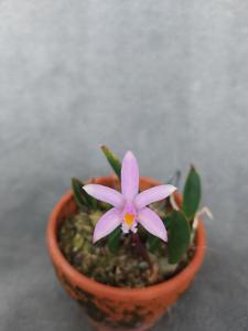 Cattleya liliputana