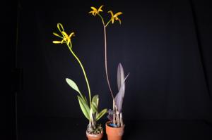 Cattleya hoehnei