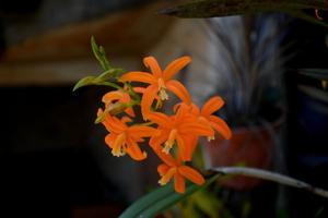 Cattleya harpophylla