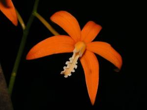 Cattleya harpophylla